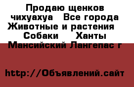 Продаю щенков чихуахуа - Все города Животные и растения » Собаки   . Ханты-Мансийский,Лангепас г.